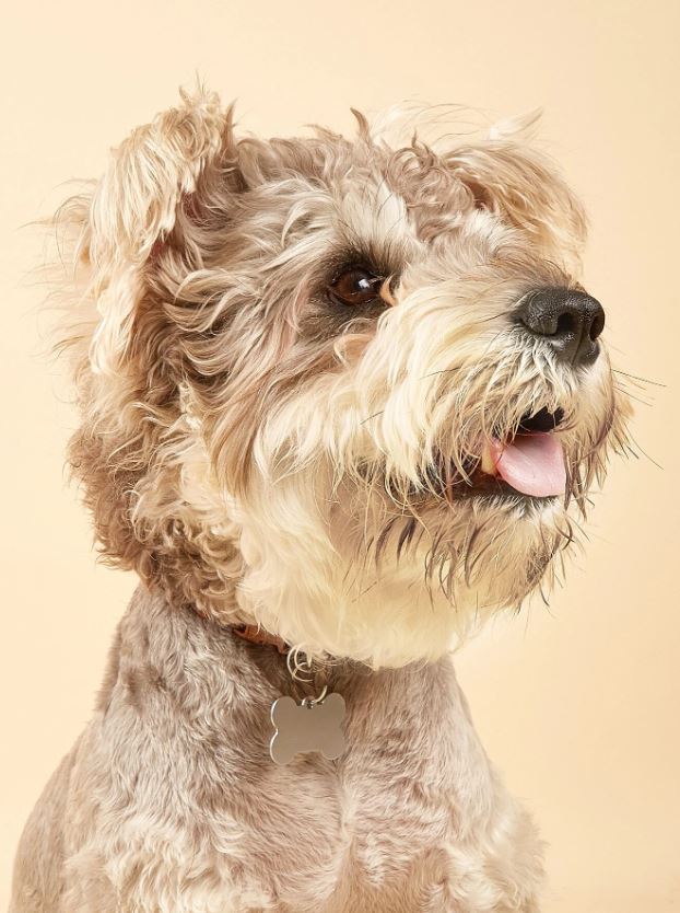 Metal Bone Dog Tag x2