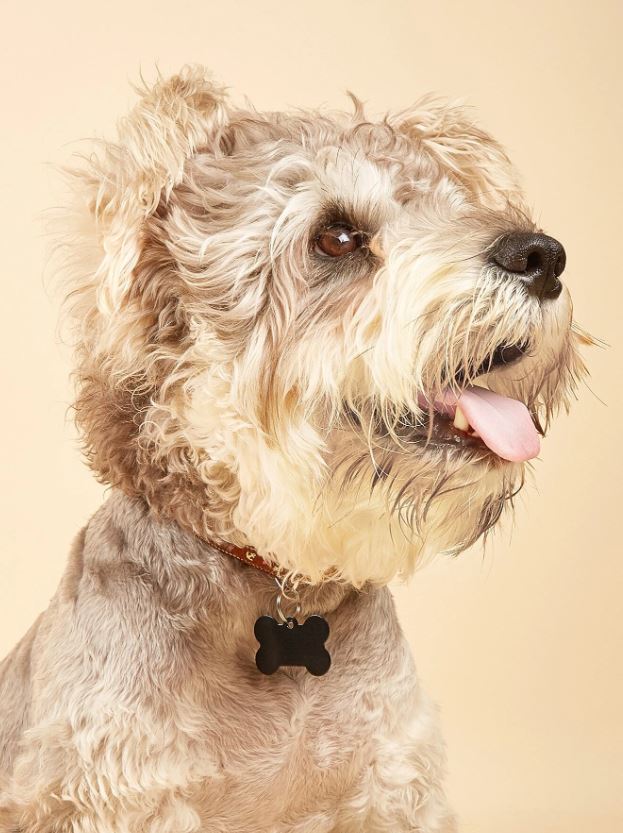 Metal Bone Dog Tag x2